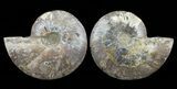 Cut & Polished Ammonite Fossil - Agatized #60286-1